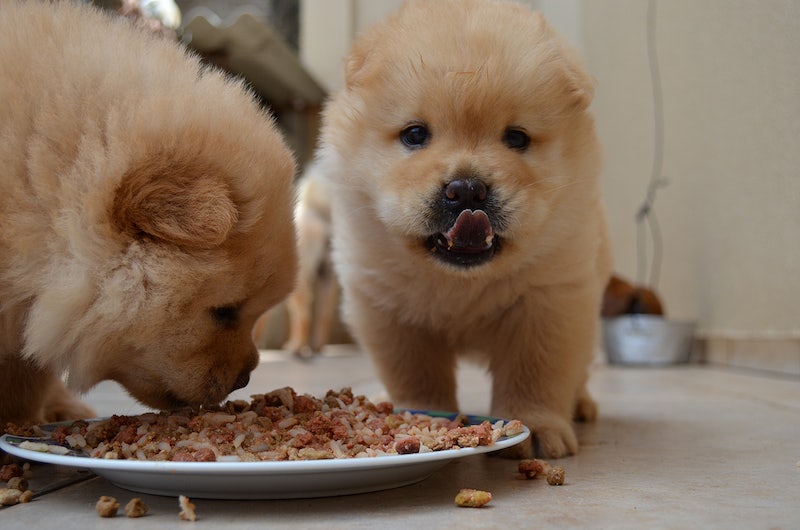 Home made healthy food for dogs